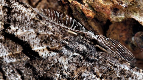 Scioglyptis canescaria Moth (Scioglyptis canescaria)